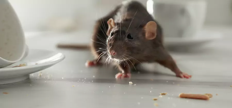 Rodent Feces Removal in Fairfax Station