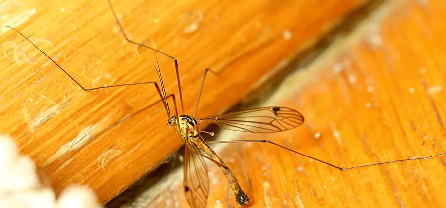 Exterior Mosquito Control in Fairfax Station