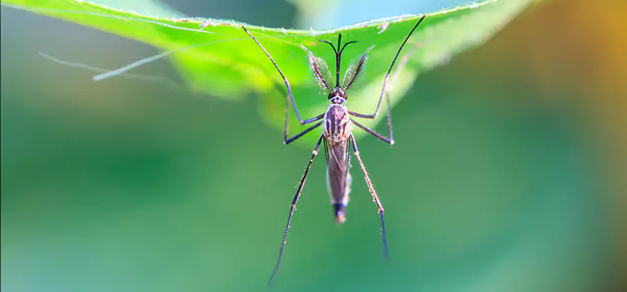 Pest and Mosquito Control for Yard and Patio in Fairfax Station