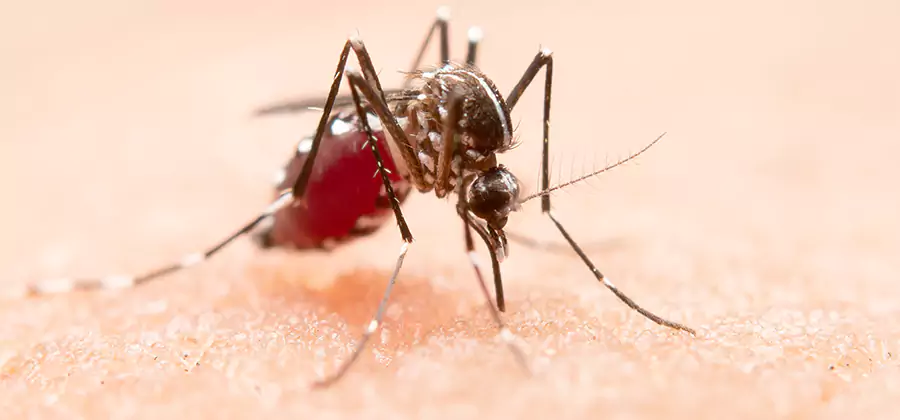 Pond Mosquito Control and Water Treatment in Fairfax Station