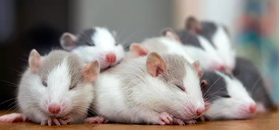 Fairfax Station Pet Safe Mice Control