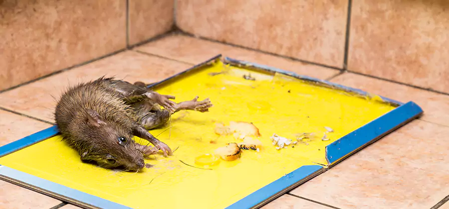 Mouse and Rat Control in Fairfax Station