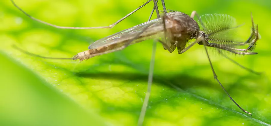 Herbal Mosquito Repellent Treatment in Fairfax Station