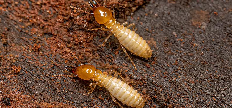 Natural Ant Hill Killer Treatment in Fairfax Station