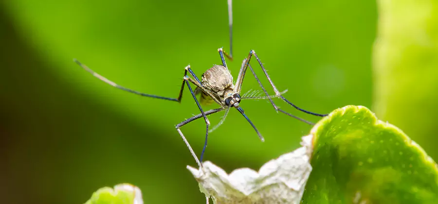 Natural Outdoor Mosquito Repellent in Fairfax Station