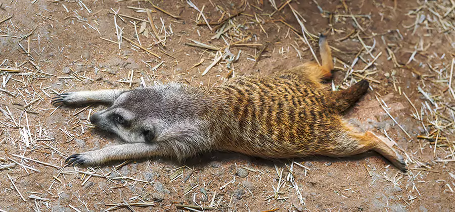 Dead Raccoon Removal in Fairfax Station