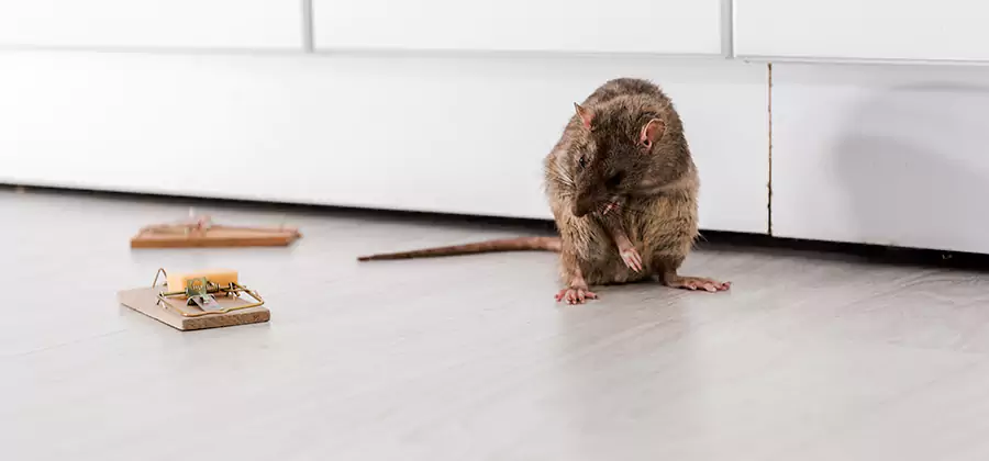 Rat Baiting Removal Service in Fairfax Station