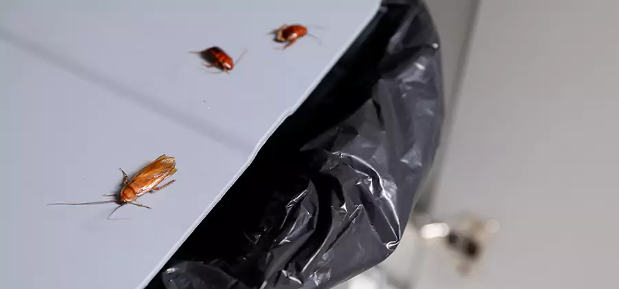 German Roach Pest Control in Fairfax Station