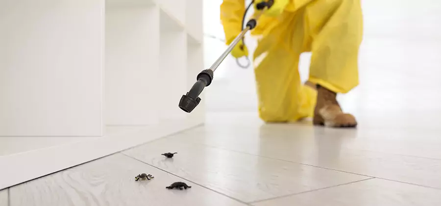 Roach and Bed Bug Exterminator in Fairfax Station