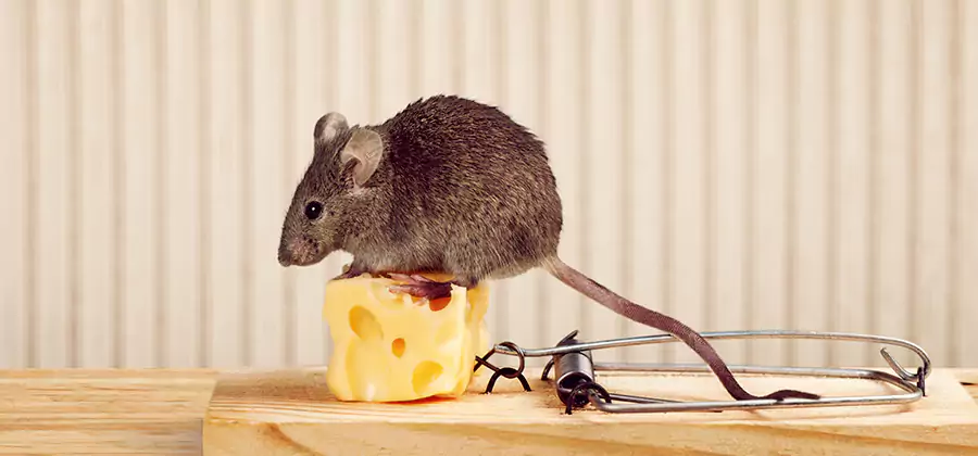 Commercial Rodent Exclusion Services in Fairfax Station