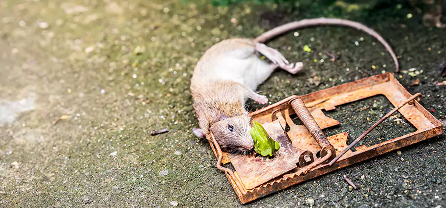 Rat Trapping in Fairfax Station