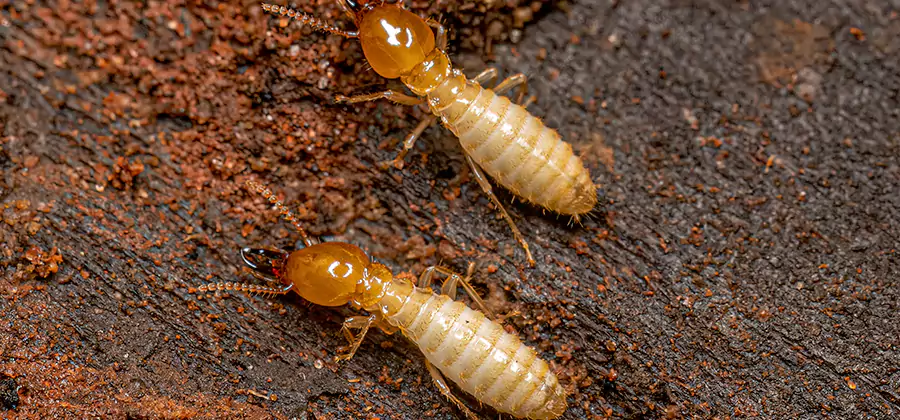 Sentricon Residential Termite Control in Fairfax Station