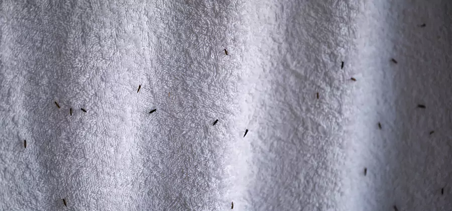 Small Black Ants in Bathroom Treatment in Fairfax Station