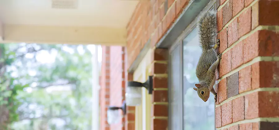 Squirrel Inside Walls Removal in Fairfax Station