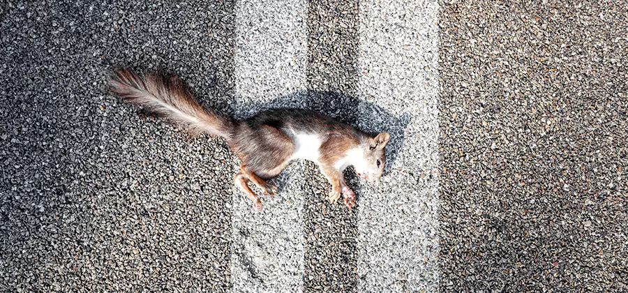 Dead Squirrel Removal in Fairfax Station