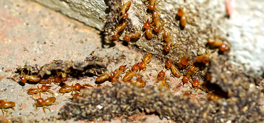Wood Treatment and Localized Termite Solutions in Fairfax Station