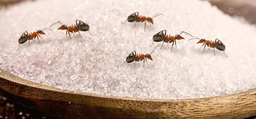 Indoor Sugar Ant Treatment in Fairfax Station