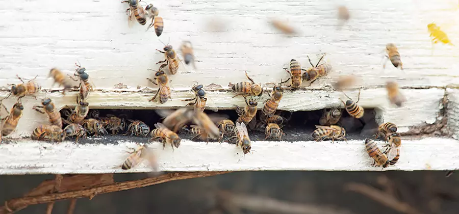 Residential Termite Fumigation in Fairfax Station