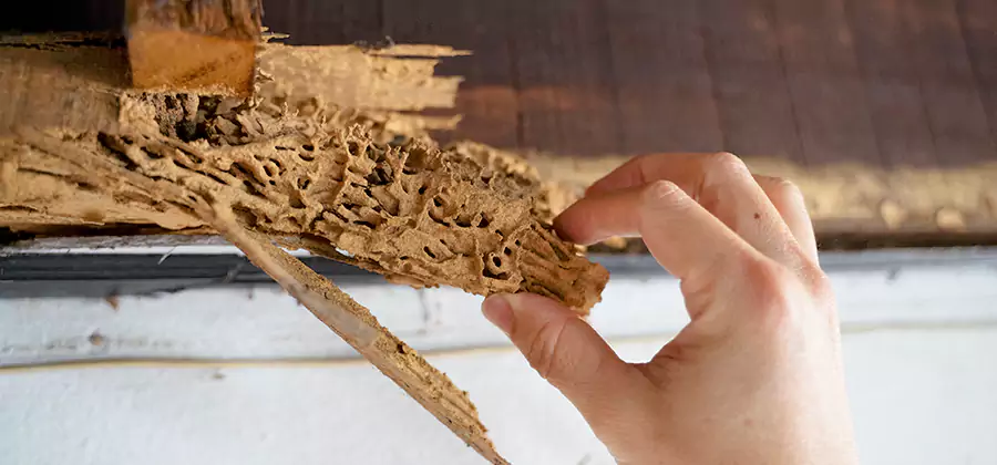 Pre-Purchase Termite Inspection in Fairfax Station
