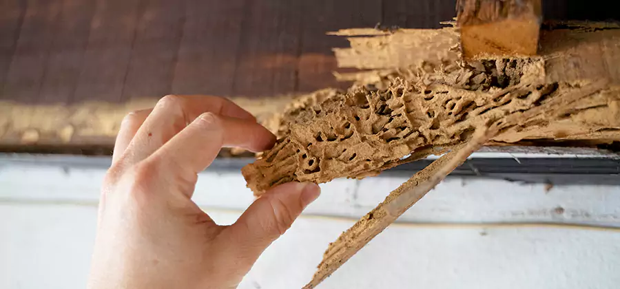 Pre-Construction Termite Treatment in Fairfax Station