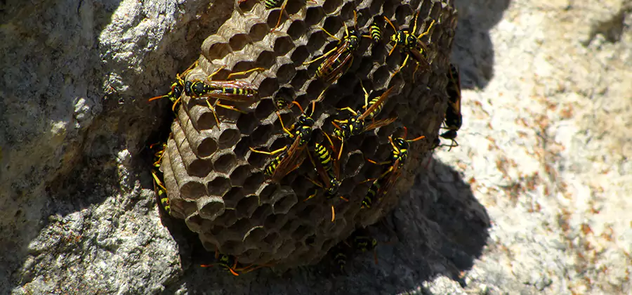 Wasp Nest in Tree Removal Fairfax Station