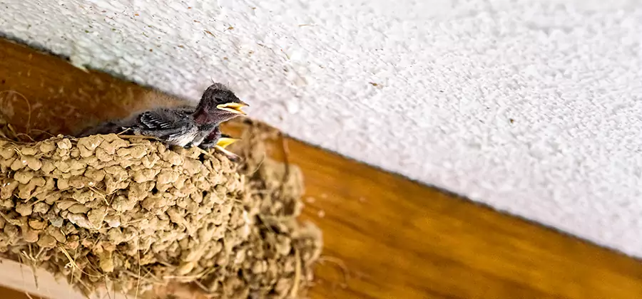 Bird Removal From House in Fairfax Station
