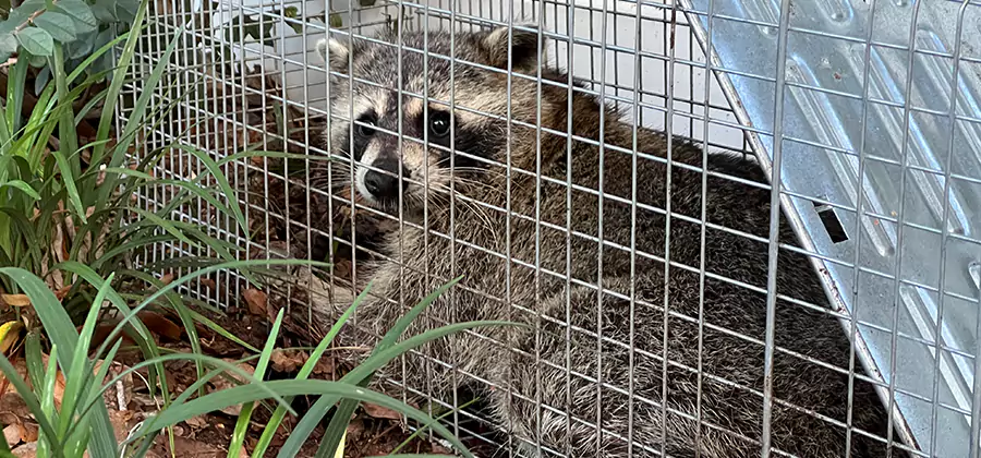Wildlife Relocation Services in Fairfax Station