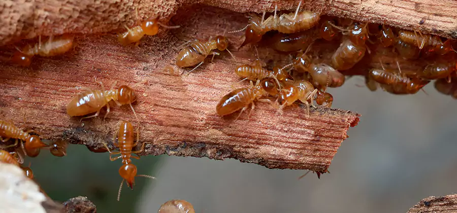 Wood Preservation Termite Treatment in Fairfax Station