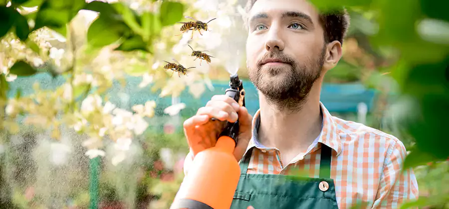 Yellow Jacket Wasp Removal in Fairfax Station