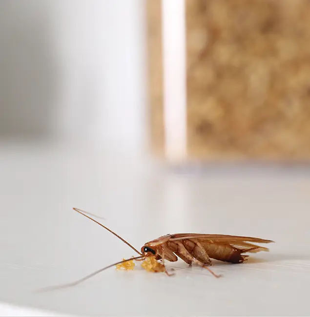 Why Fairfax Station Pest Control Pro Stands Out in Fairfax Station, VA?