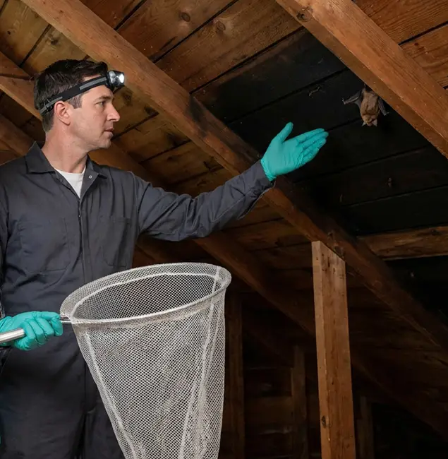 Why Fairfax Station Pest Control Pro Is the Right Choice in Fairfax Station, VA?
