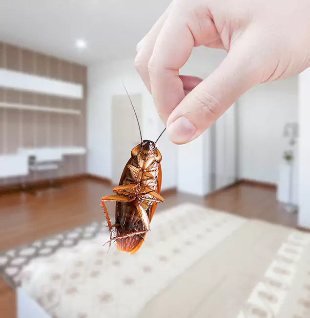 Why Fairfax Station Pest Control Pro Stand Out for Bed Bug Fumigation in Fairfax Station, VA?