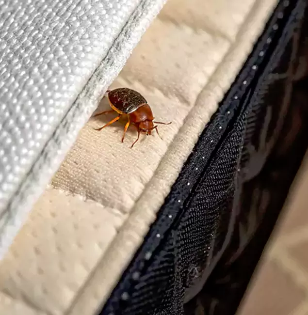Why Choose Fairfax Station Pest Control Pro for Bed Bug Treatment at Home in Fairfax Station, VA?