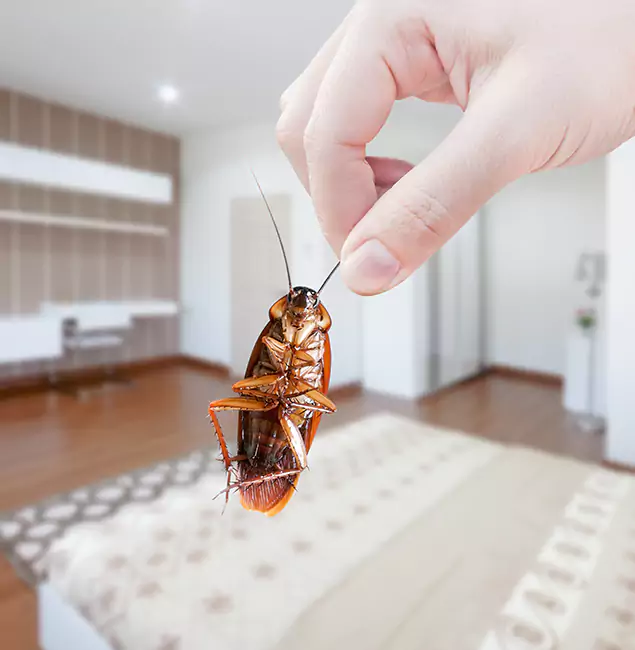 Why Fairfax Station Pest Control Pro Stand Out For Bed Bug Inspection in Fairfax Station, VA?