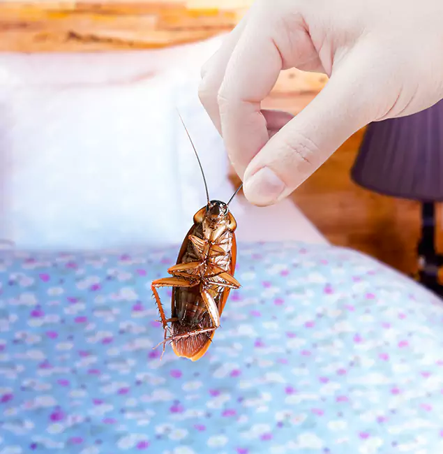 Why Choose Fairfax Station Pest Control Pro for Bed Bug Treatment in Fairfax Station, VA?