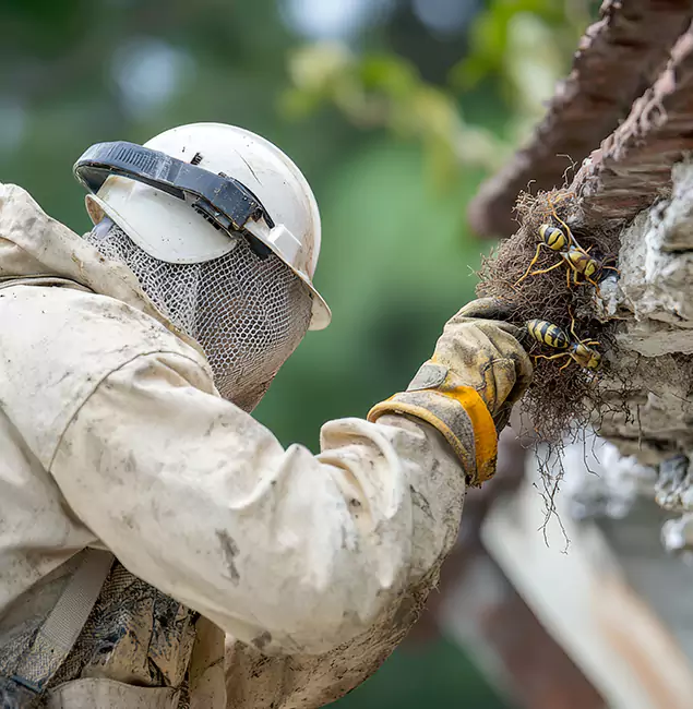 Why Fairfax Station Property Owners Choose Fairfax Station Pest Control Pro for Bee Exterminator?