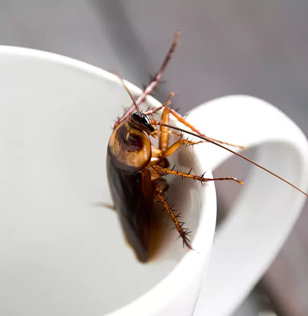 Why Fairfax Station, VA Residents Trust Fairfax Station Pest Control Pro for Cockroach Fumigation?