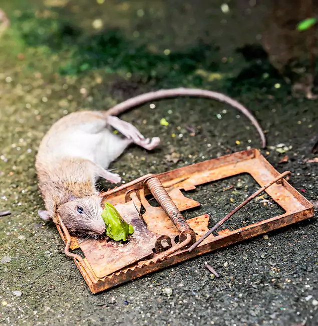 Why Fairfax Station, VA Homeowners Trust Fairfax Station Pest Control Pro for Rodent Removal?