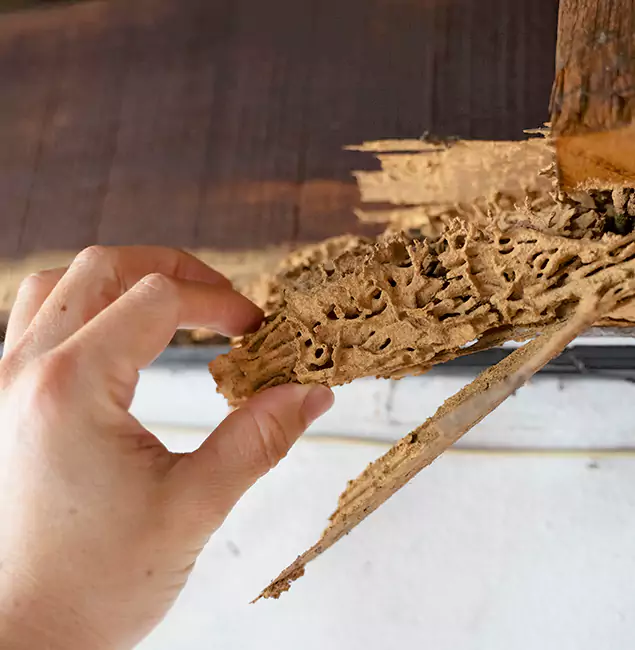 Why Choose Fairfax Station Pest Control Pro in Fairfax Station, VA?