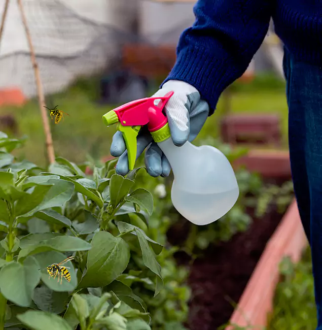 Why Fairfax Station Homeowners Choose Fairfax Station Pest Control Pro for Honey Bee Removal?