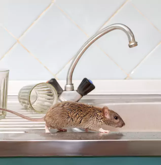 Why Fairfax Station, VA Trusts Fairfax Station Pest Control Pro for Humane Rodent Control?