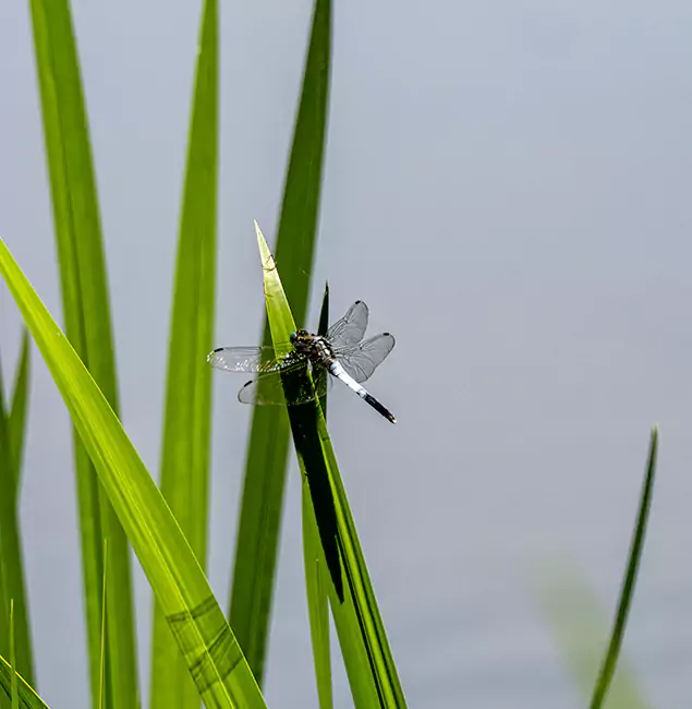 Why Fairfax Station Families Trust Fairfax Station Pest Control Pro for Mosquito Prevention?