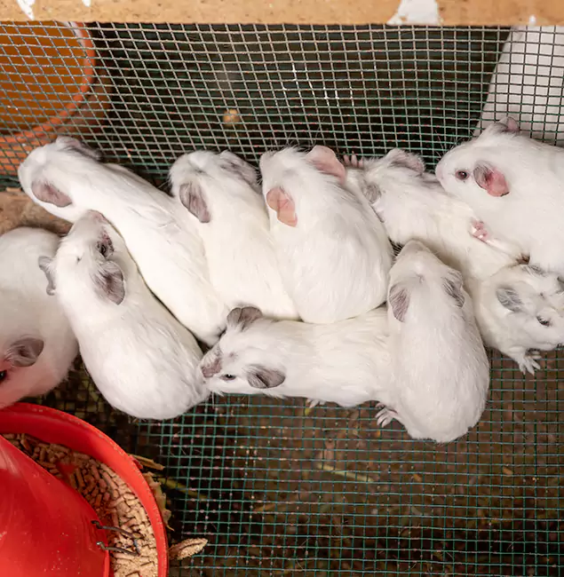 Why Fairfax Station Pest Control Pro Is the Trusted Choice in Fairfax Station, VA?