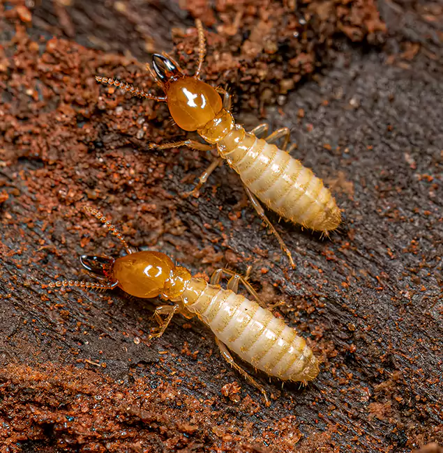 Why Choose Fairfax Station Pest Control Pro for Termite Treatment Without Tenting in Fairfax Station, VA?