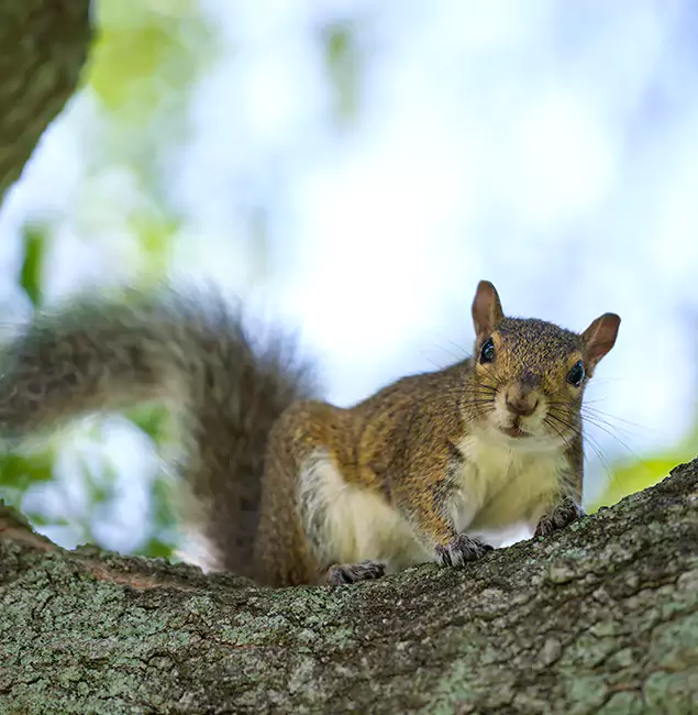 Why Fairfax Station, VA Relies on Fairfax Station Pest Control Pro for Squirrel Pest Control?