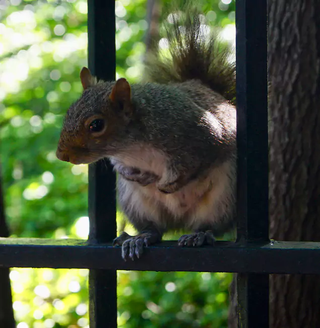Why Fairfax Station, VA Chooses Fairfax Station Pest Control Pro for Squirrel Removal?