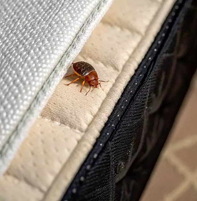 Why Fairfax Station Homeowners Trust Fairfax Station Pest Control Pro for Tick Treatment?