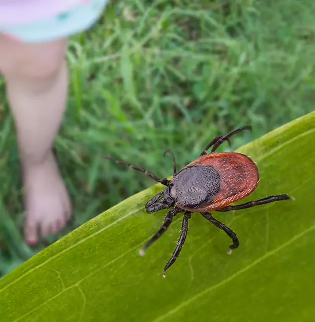 Why Fairfax Station Homeowners Choose Fairfax Station Pest Control Pro for Tick Extermination?