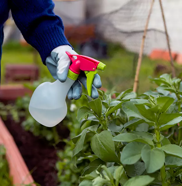 Why Fairfax Station Relies on Fairfax Station Pest Control Pro for Wasp Control Services?