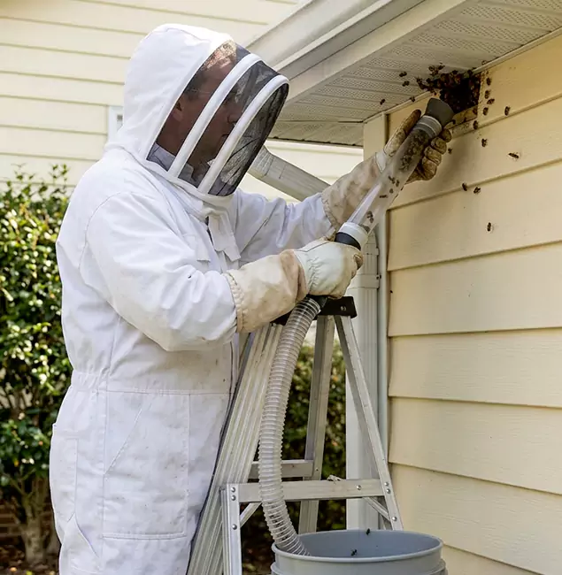 Why Fairfax Station Trusts Fairfax Station Pest Control Pro for Wasp Control?